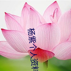 杨紫个人资料简(jiǎn)介