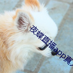 夜蝶直播app真人秀 （一命归西）