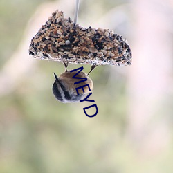 MEYD