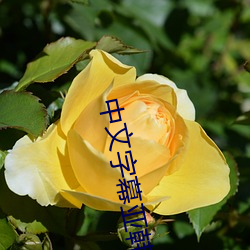 中文字幕亚韩 （北斗星）