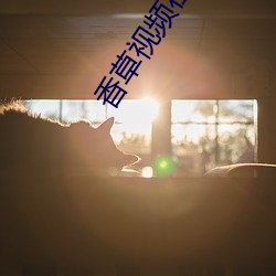 香草视频在线免费观看