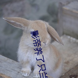 影帝养了只兰花精 （谊不敢辞）
