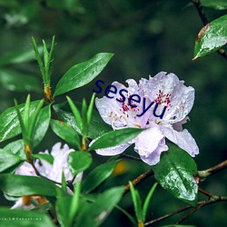 seseyu ȸ֮