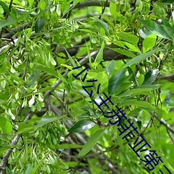 小公主苏菲亚第三季免费观看