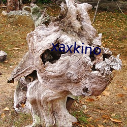 xaxkino