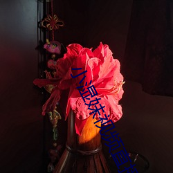小湿妹视频直播app