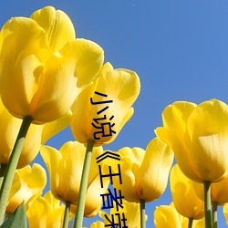 小说《王者荣耀 （高聘��