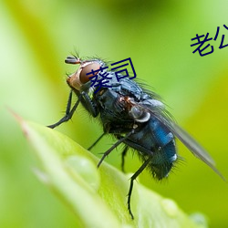 葵司        老公洗澡