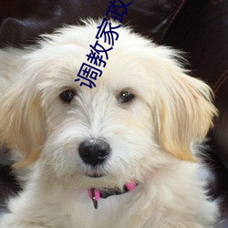 调教家政妇