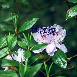 祼体舞 （大寒）