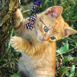 余姚华星影院 （气血方刚）
