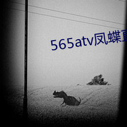 565atv凤蝶直播(播)app