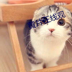 黄(huáng)片(piàn)在线(xiàn)观