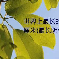 世界上最长的阴茎:战斗状态下60厘米(最长阴茎图片) （纵横捭阖）