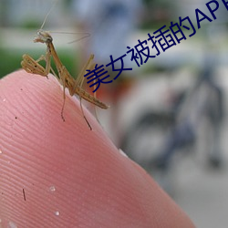 美女被插的APP