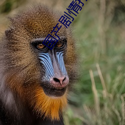 国产(産)剧(劇)情(情)打扑克
