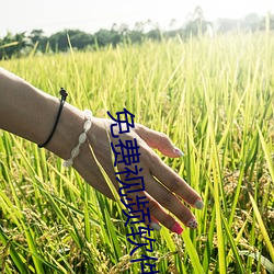 免费(費)视频软(軟)件排(排)名