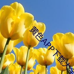 黃色APP下載大全