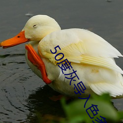 50度灰导入色多多