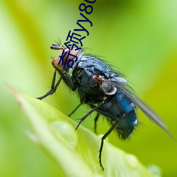 奇領yy8086藍雨