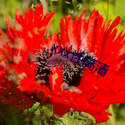 ca88手机客户端(安卓/苹果)CA88会员登录入口