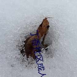 丁(dīng)香社区成人