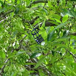 性褔(褔)