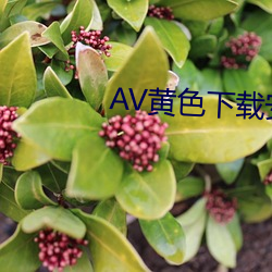 AV黃色下載安裝