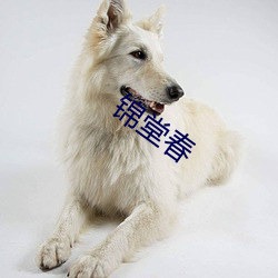 锦堂春