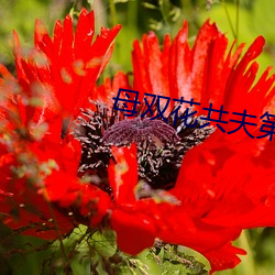 母双花共夫第(dì)一章(zhāng)