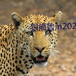 狠痕鲁in2021
