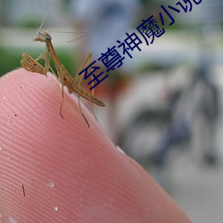 至尊神(shén)魔小说(shuō)