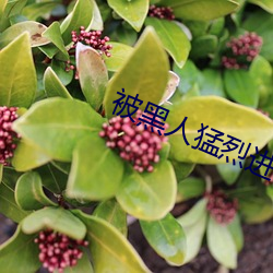 被黑人猛烈进(jìn)出到抽搐