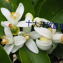 十大开放直播