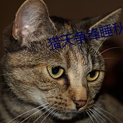 猎天争锋睡秋 裤子