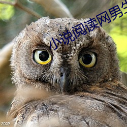 小(小)说阅(閱)读(讀)网(網)男生版