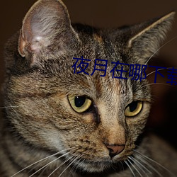 夜月在哪下载