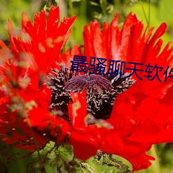 ca88手机客户端(安卓/苹果)CA88会员登录入口