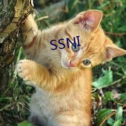 SSNI