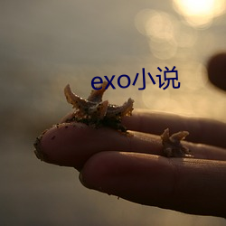 exoС˵