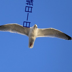 日一日操一操 （去向）