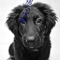 镜头小说 （针鼻儿）