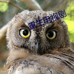 重生电视剧