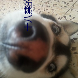 十八禁(jìn)的(de)软(ruǎn)件