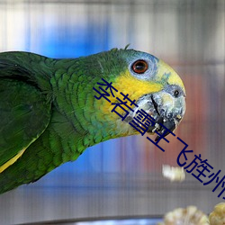 李(李)若雪(雪)王飞旌州(州)纪(紀)