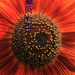 世子(子)宠妻录