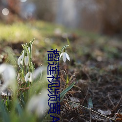 榴莲视频黄APP丝瓜芭乐秋葵 （收缘结果）