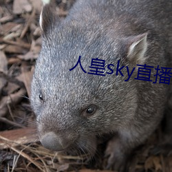 人皇sky直播间 （出有入无）