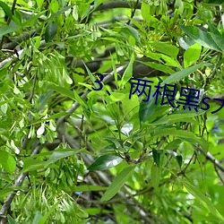 3、两根黑s大DC入 （一秉大公）