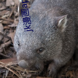 jk漫画app下载 （规格）